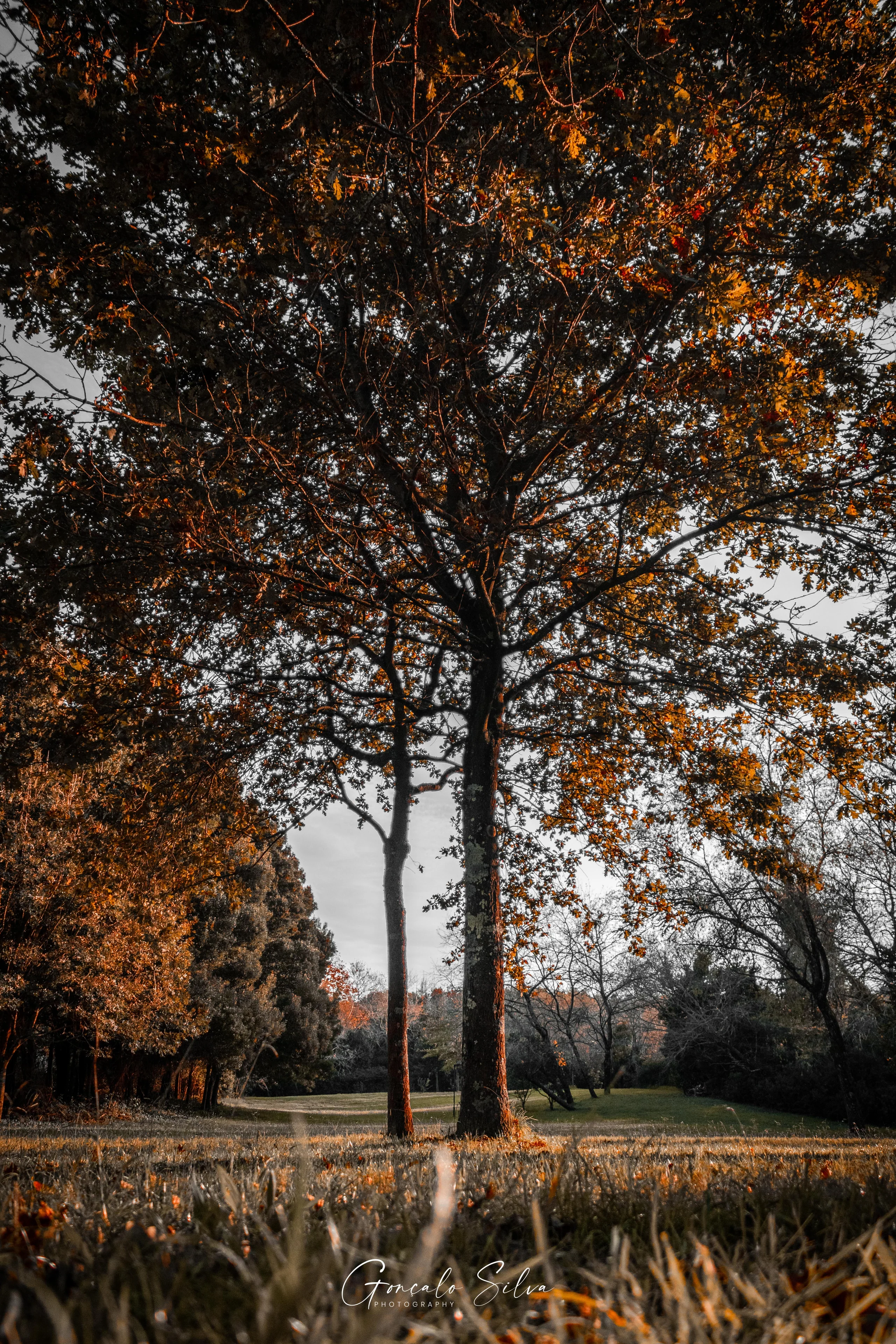 A tall tree in amber leaves above a clearing