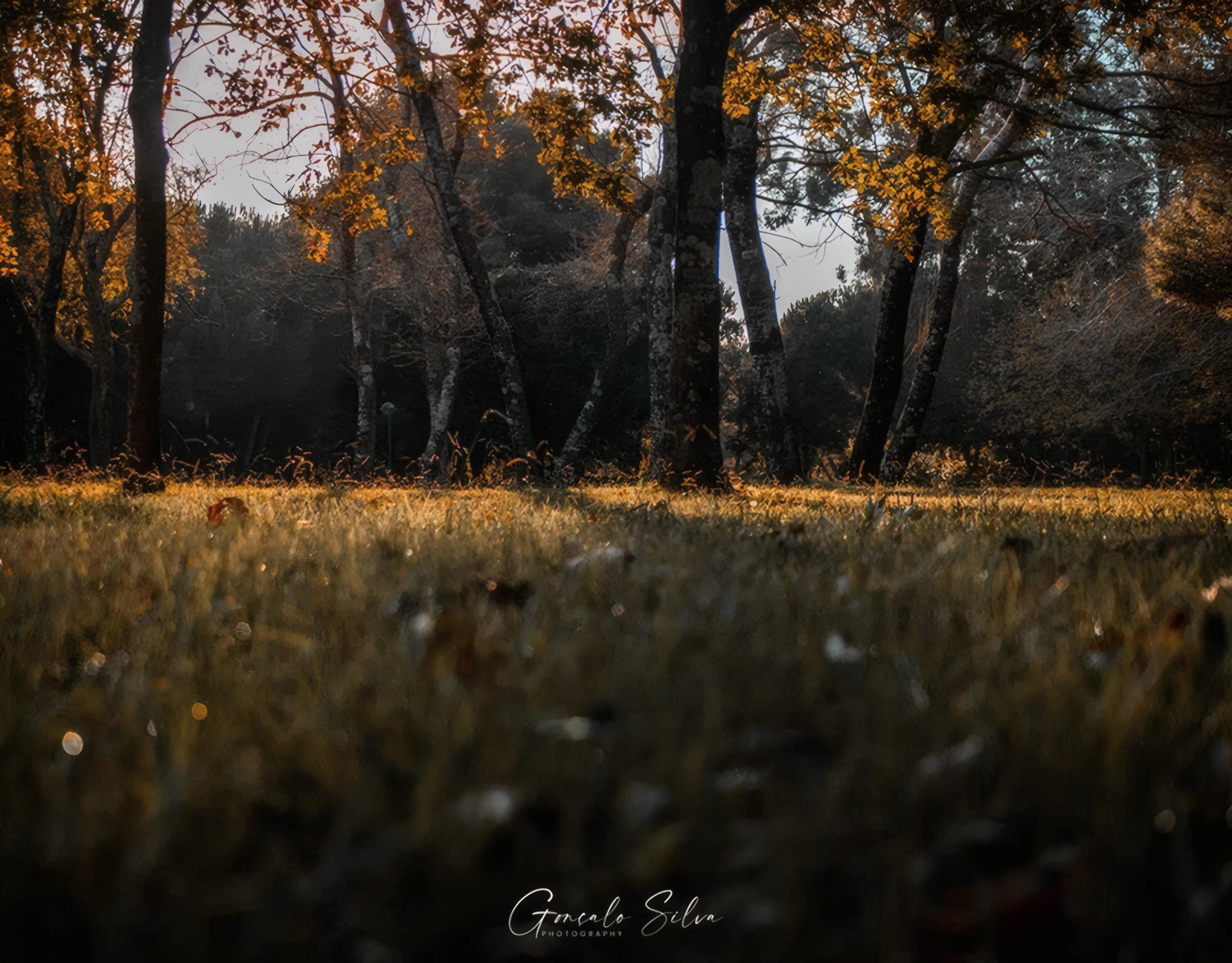 Low-angle view across grass towards autumn trees