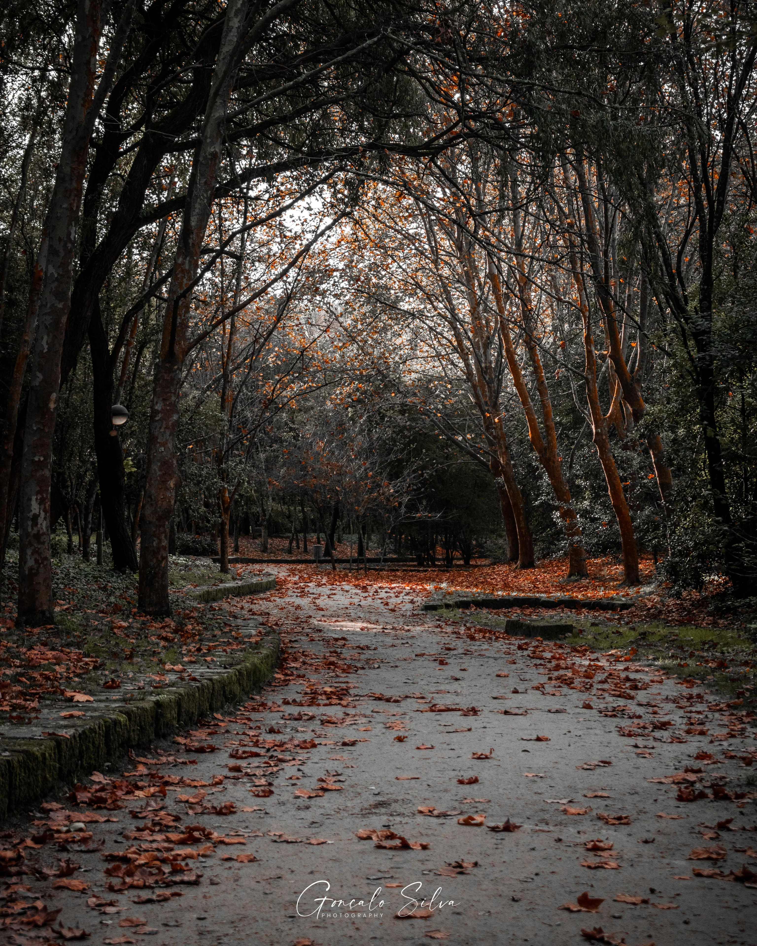 A leaf-covered path curving through dark trees