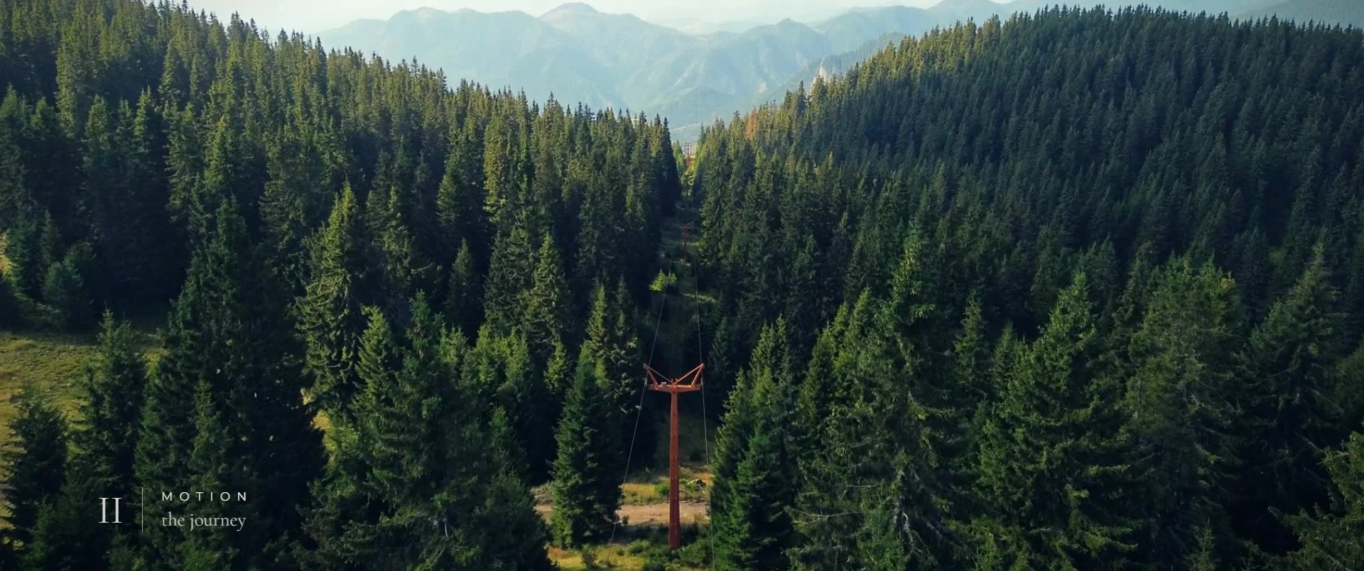Aerial view of a pine forest